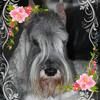 Darlene Cornell - @schnauzer4 - Poshmark